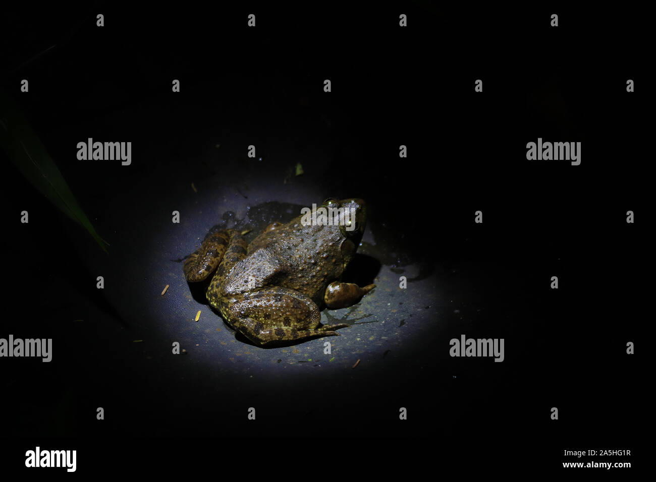 Frosch im Rampenlicht Stockfoto