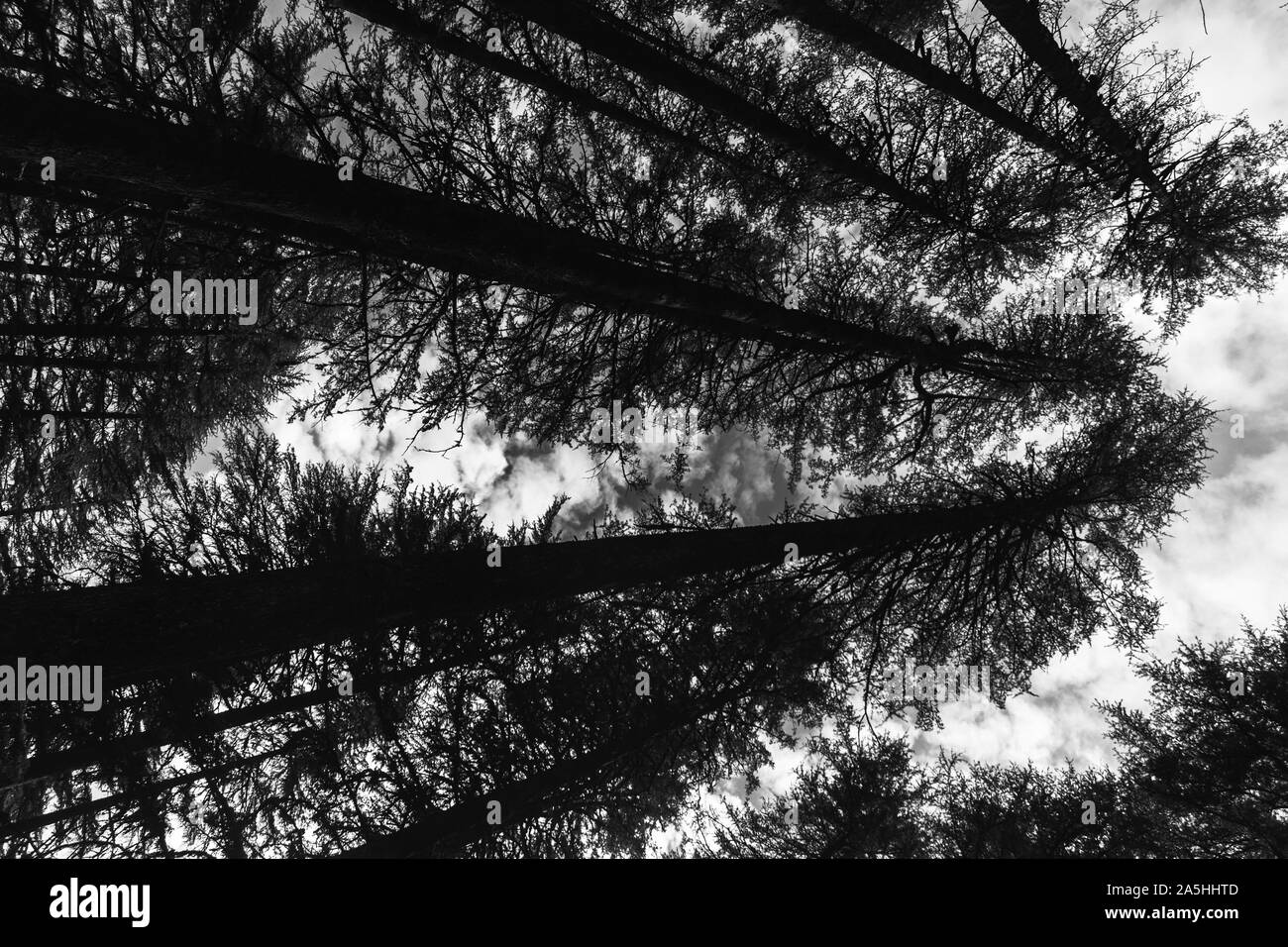 Schwarz / weiß-Bäume Stockfoto