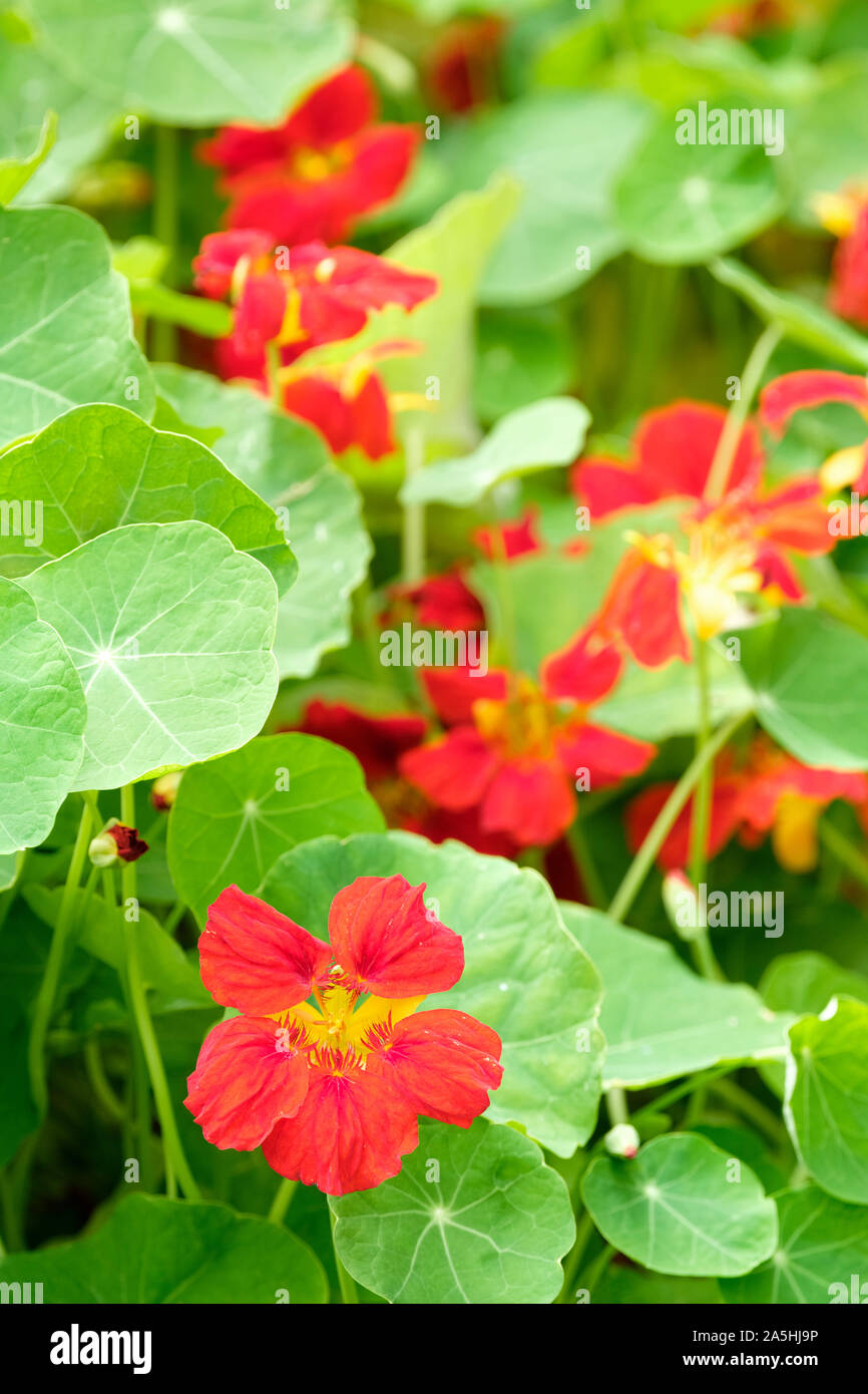 Dunkelrot Blüten der Kapuzinerkresse : 'Crimson Kaiser', Kapuzinerkresse 'Crimson Kaiser' Stockfoto