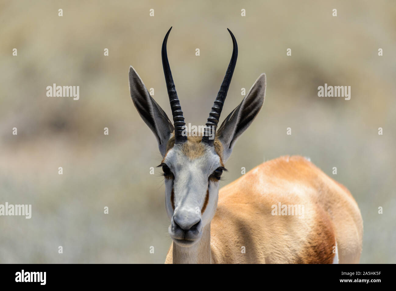 Wilden springböcke Antilope Portrait in der Afrikanischen Savanne Nahaufnahme Stockfoto