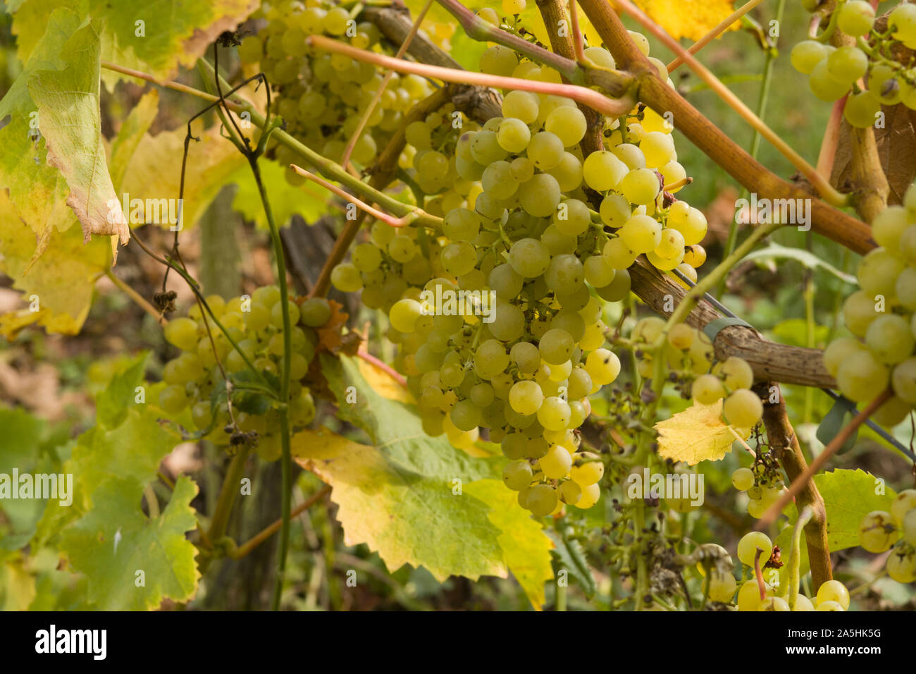Trauben am Rebstock Stockfoto