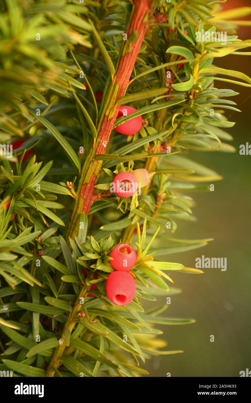 Immergrne Nadelbaum Zweig mit bitter und giftig rot reifen Beerenfrchten,  Taxus Whipplei oder Europische Eibe schiet mit reifen und unreifen Zapfen  schlieen Stockfotografie - Alamy