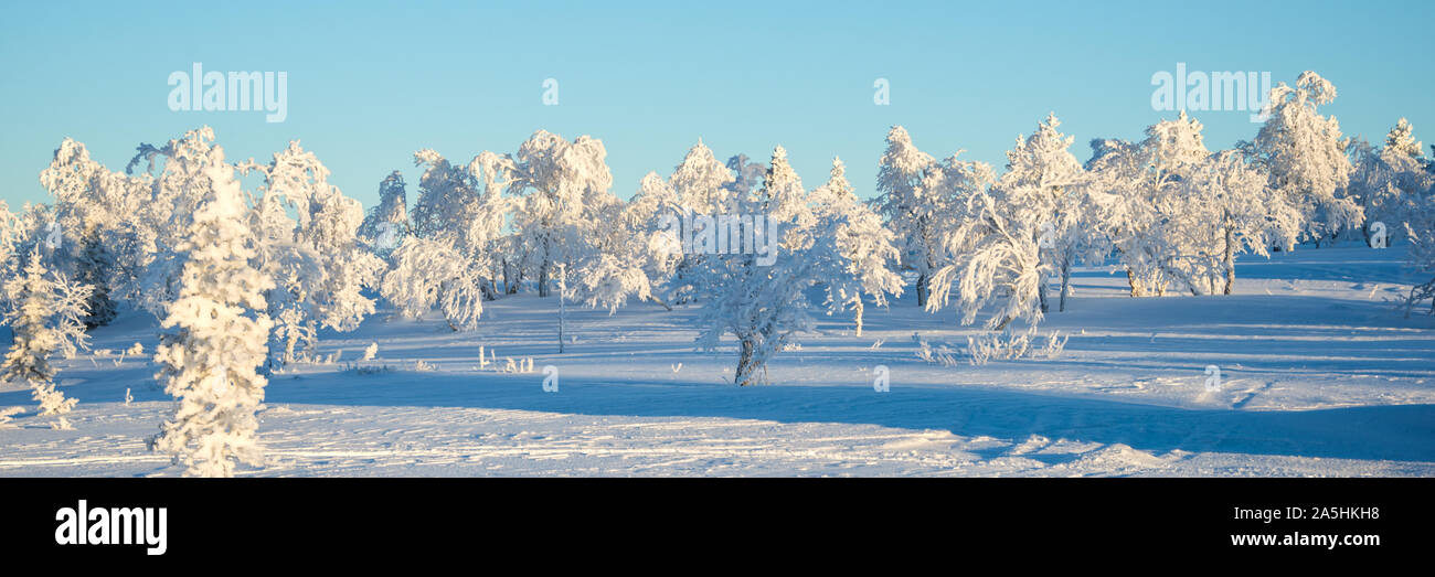 Verschneite Landschaft, gefrorene Bäume im Winter in Saariselka, Panorama winter Hintergrund, Lappland, Finnland Stockfoto