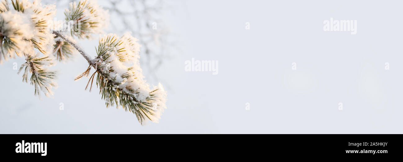 Snowy Pine Tree Branch close-up im Winter, weiß Panoramablick Hintergrund mit copy-Raum Stockfoto