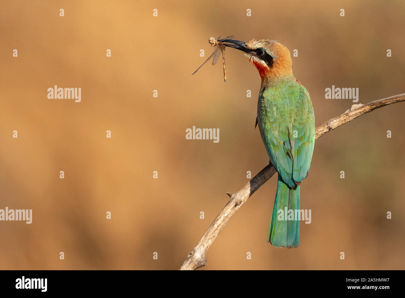 Ein mit weißer Fassade, Bienenfresser sitzt auf einem Ast mit einer Libelle fangen Stockfoto