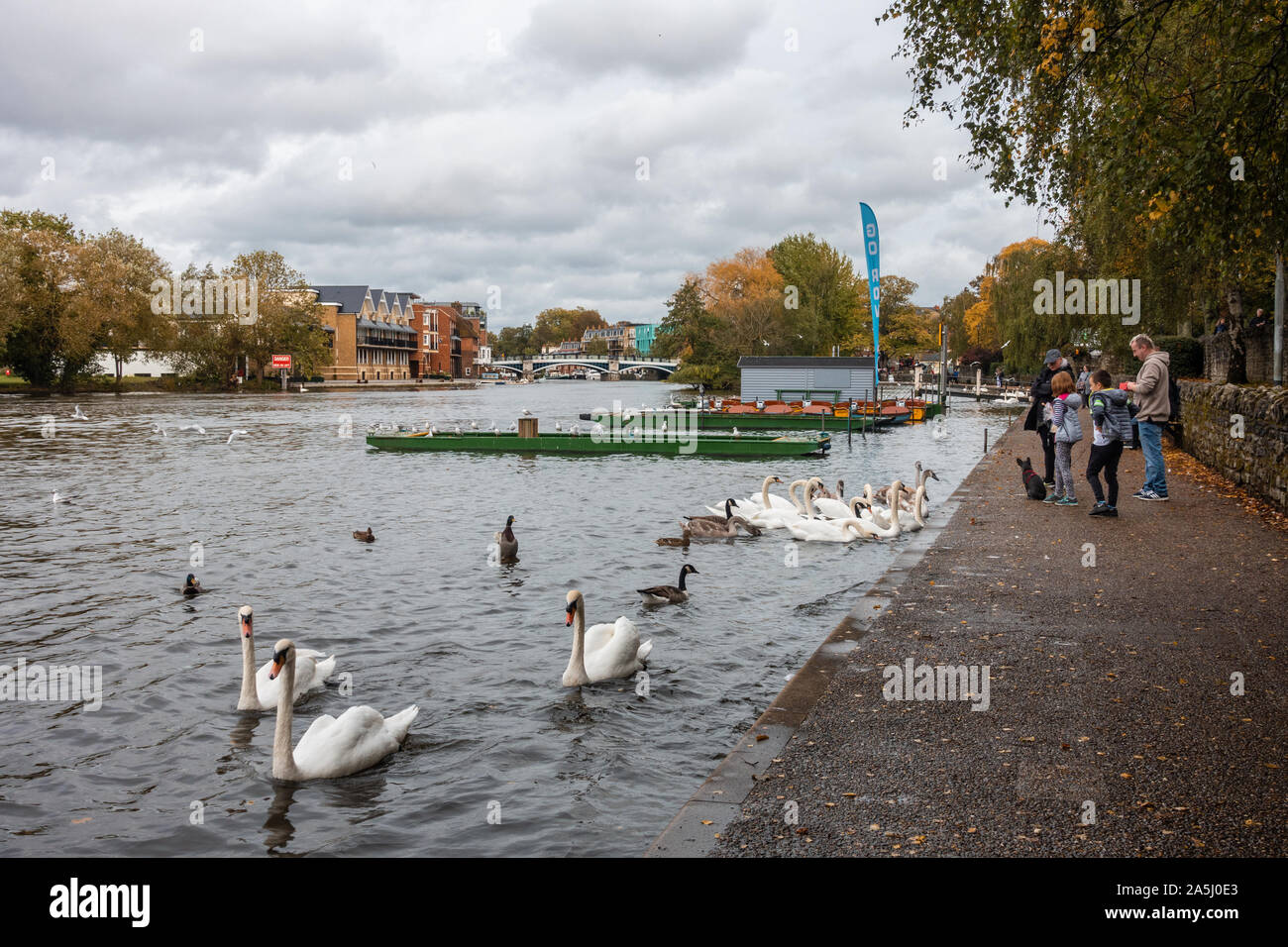 Eine Familie ernähren Schwäne auf der Themse im Windsor in Großbritannien. Stockfoto