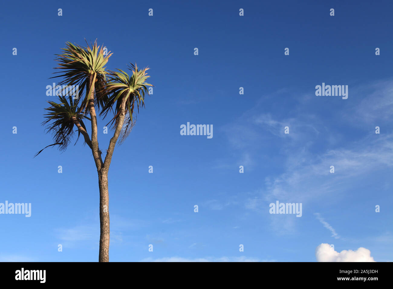 Eine einzige Palme weht im Wind in Hastings, East Sussex, auf blauen Himmel Hintergrund und kopieren Sie Raum, 2019 isoliert Stockfoto