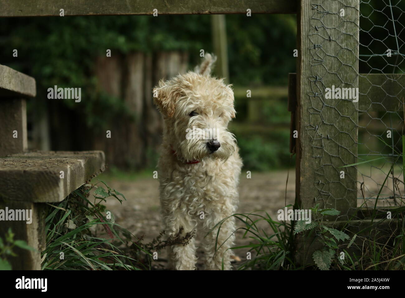 Ein Lakeland Terrier durch eine Landschaft Tor. Stockfoto