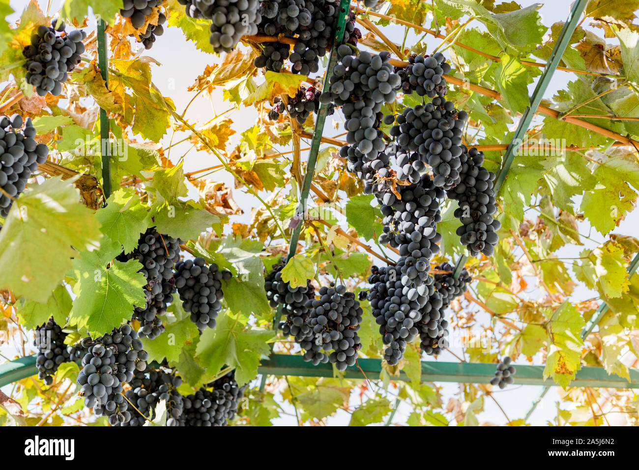 Reife Trauben von schwarzen Trauben am Weinstock im Freien. Herbst Trauben Ernte im Weinberg für die Herstellung von Wein. Cabernet Sauvignon, Merlot, Pinot Noir, Sangiovese Stockfoto