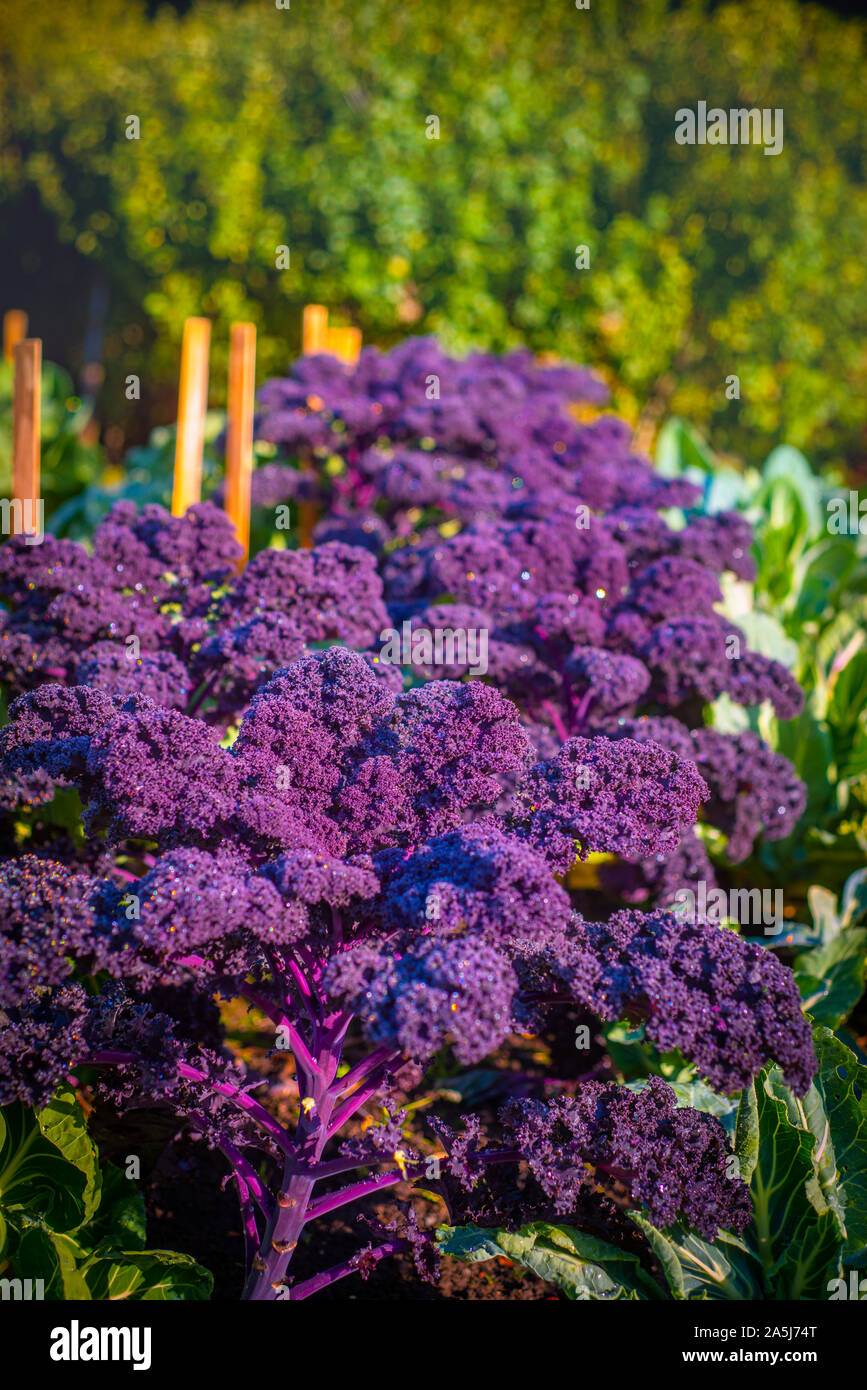 Frische lebendige Lila Kale wächst in einem Gemüsegarten in Schottland Stockfoto