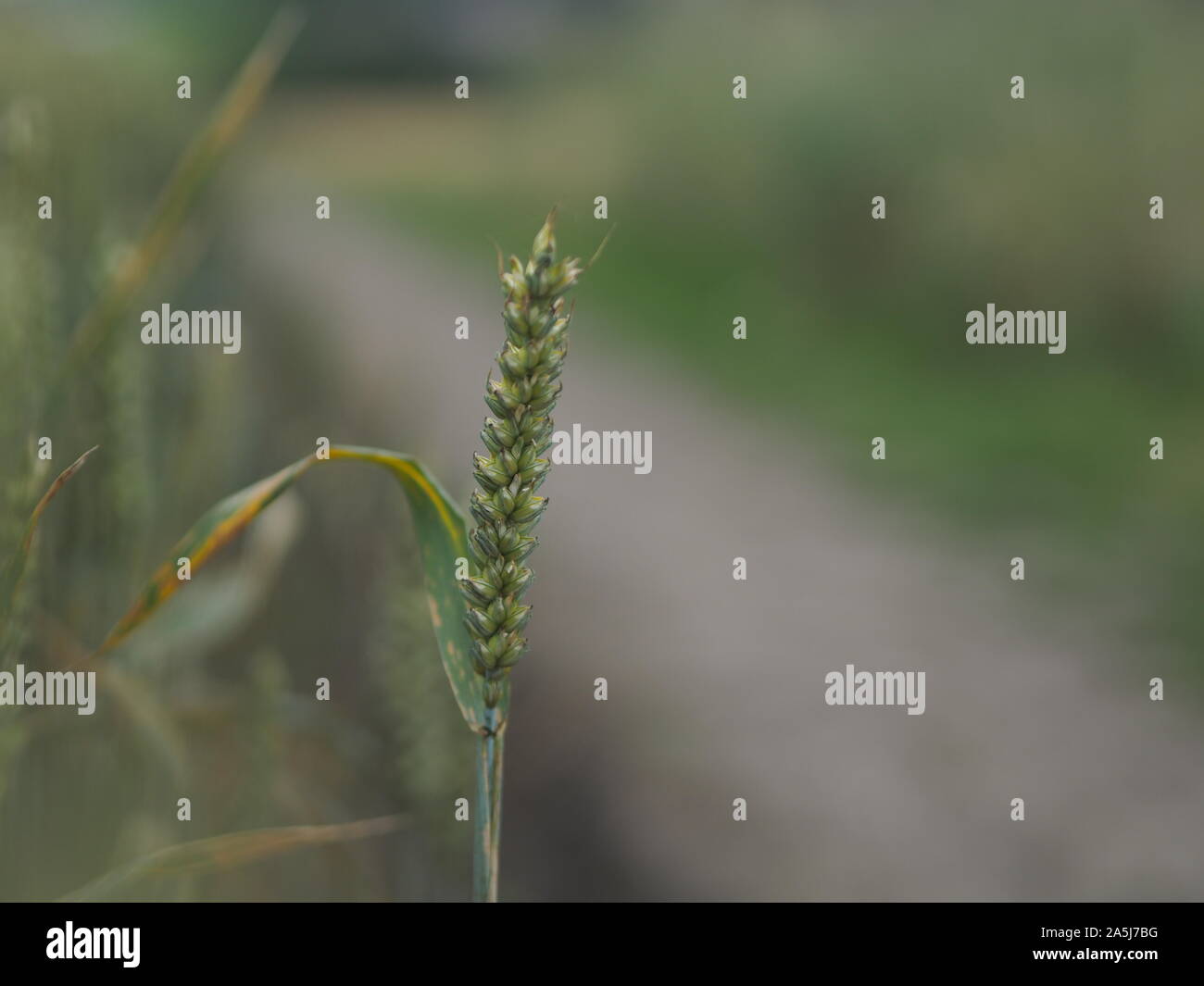 Ein Weizenfeld Stockfoto