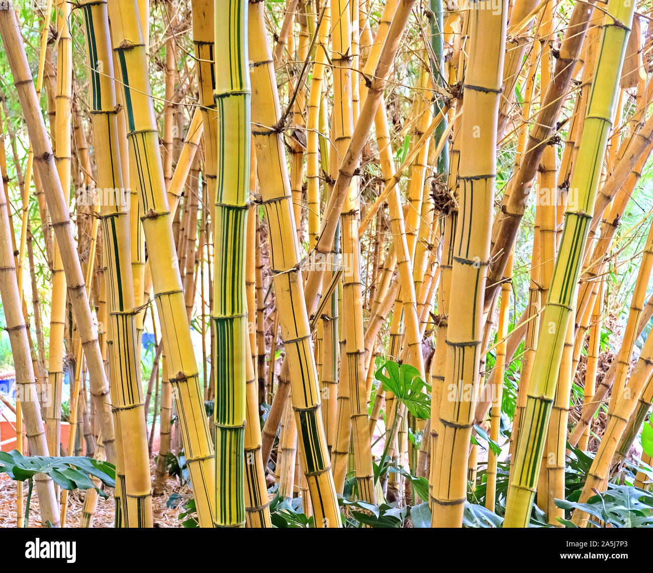 Grundstück von Dichte Dickichte des jungen Bambus in einem tropischen Wald Stockfoto