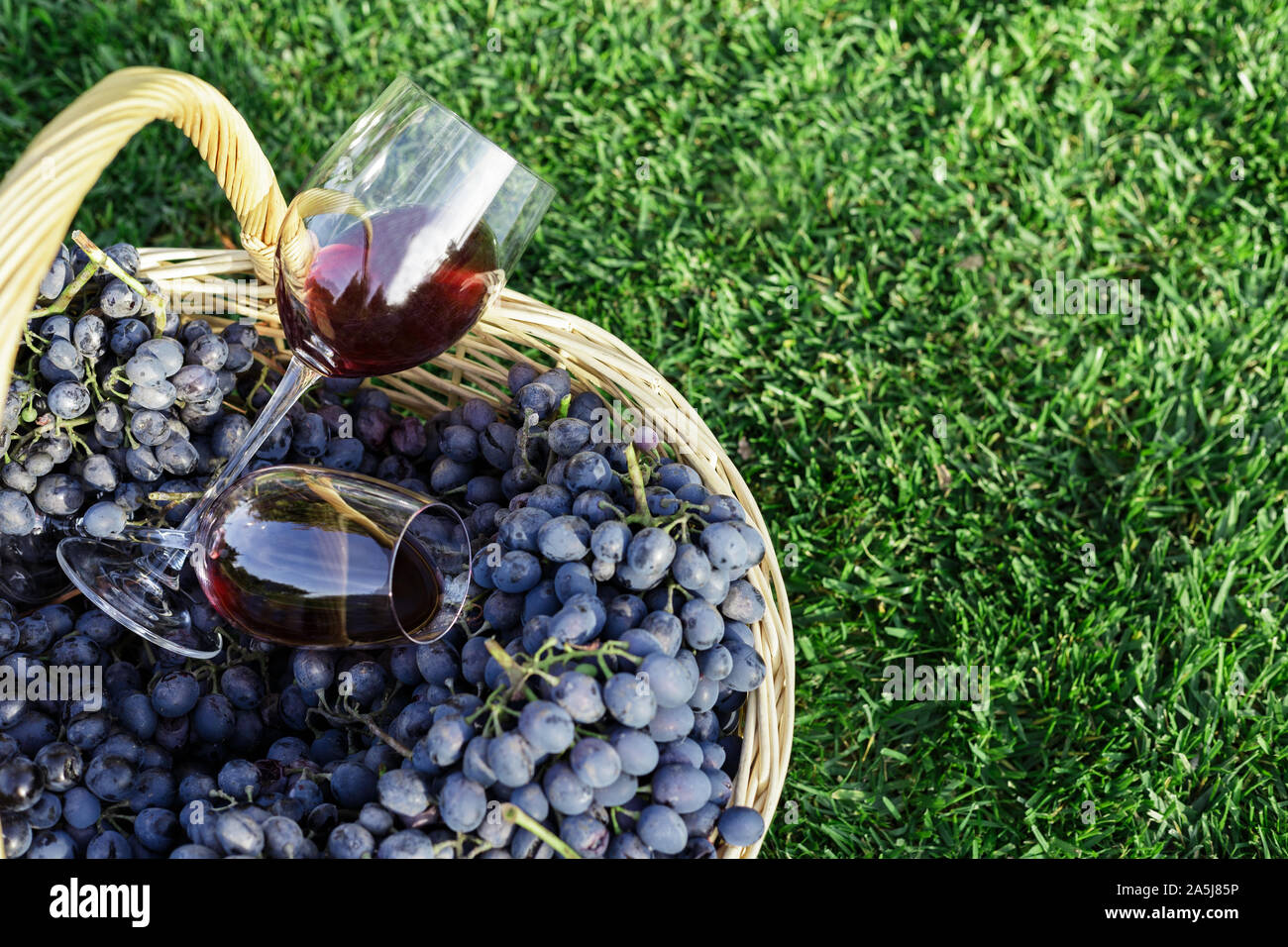 Zwei Gläser Rotwein in Korb mit frischen Weintrauben der Ernte auf Rasen, grünes Gras draussen. Hausgemachten Wein. Weinprobe im Weinberg. Platz kopieren Stockfoto