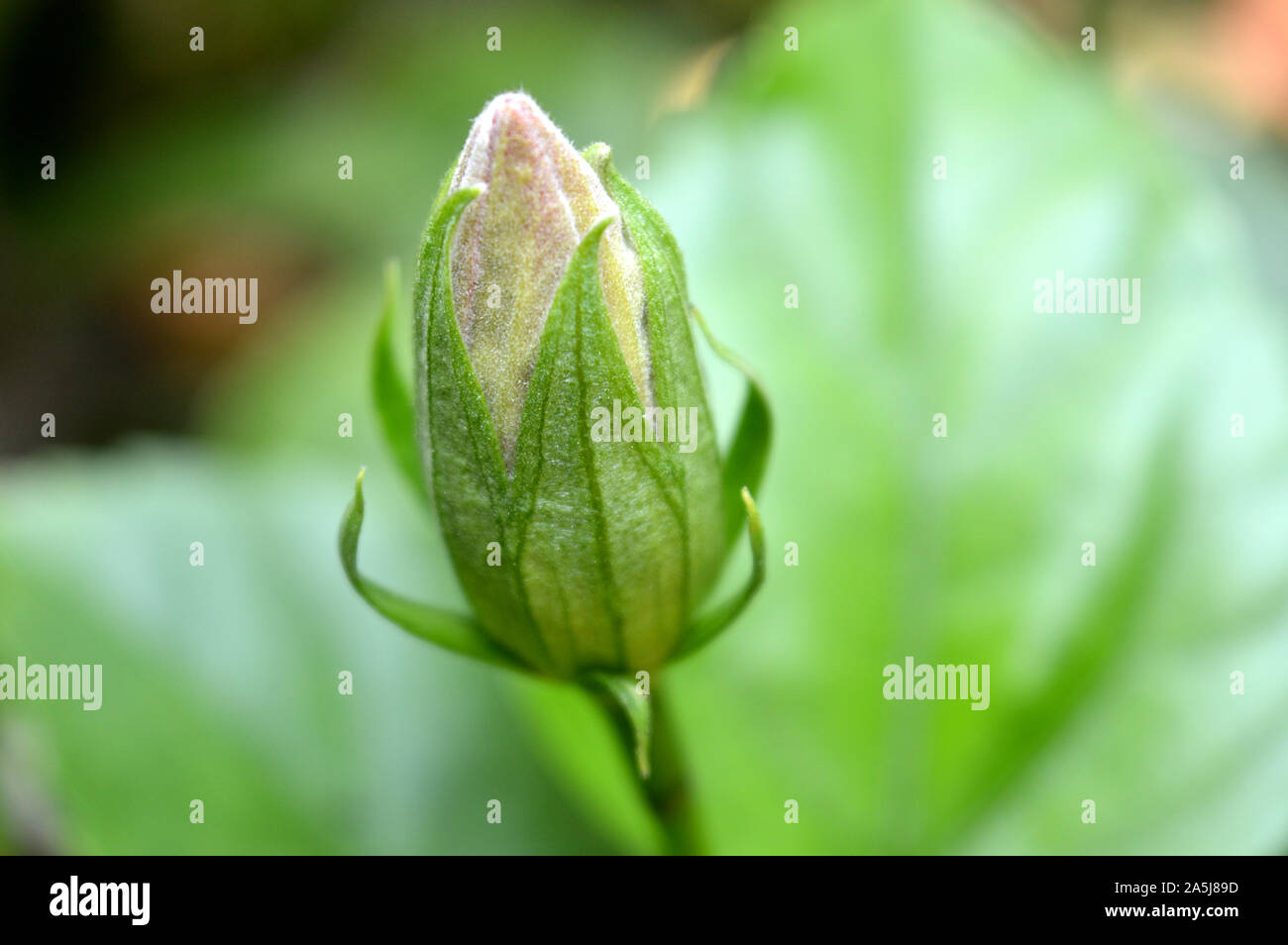 Ein Clouse von hibiskus Knospe. jaba fuler Kuri. Stockfoto