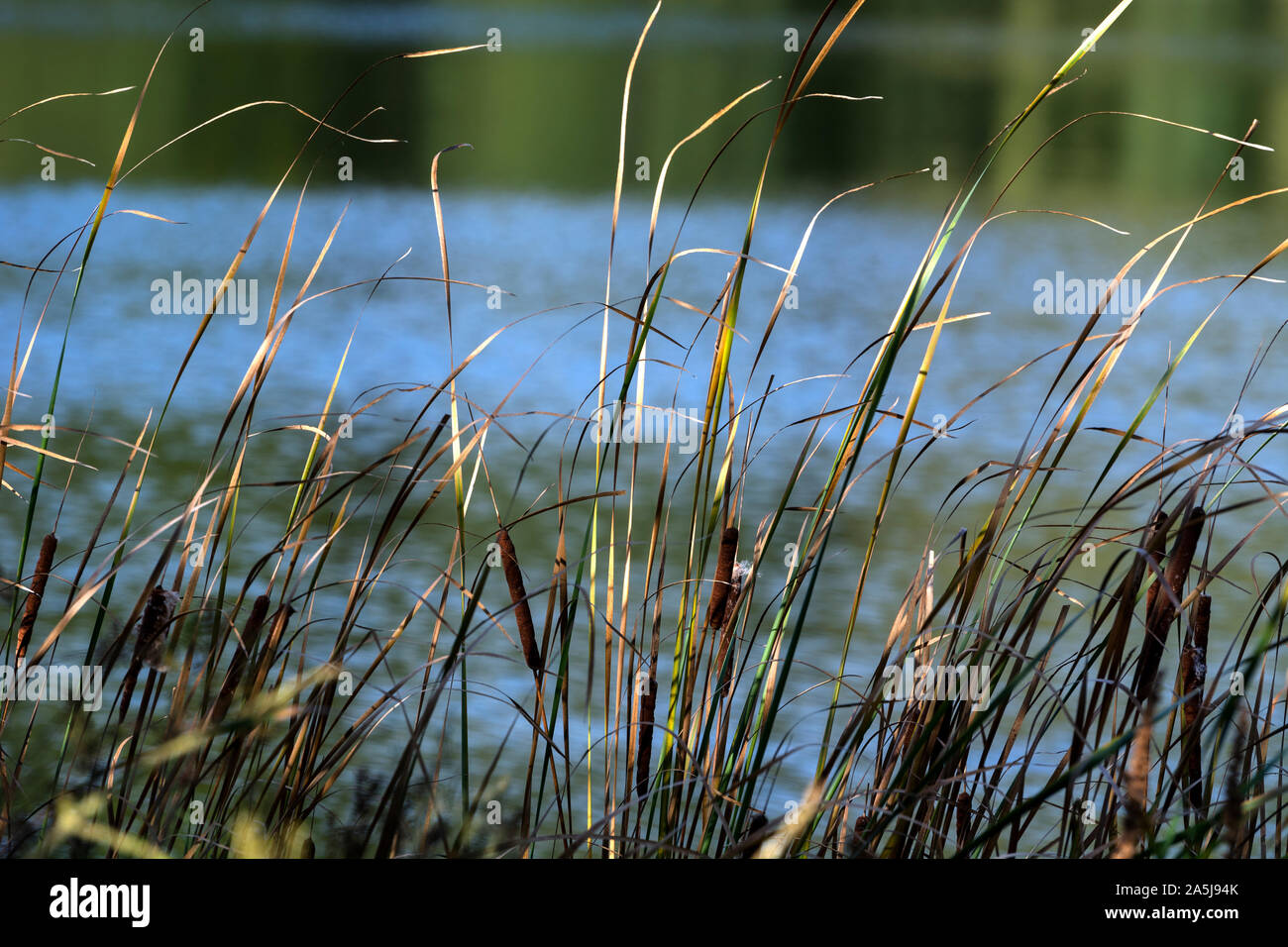 Schilf am Rand des Sees, Pfeil Valley Country Park, Redditch, Worcestershire, England, Großbritannien Stockfoto