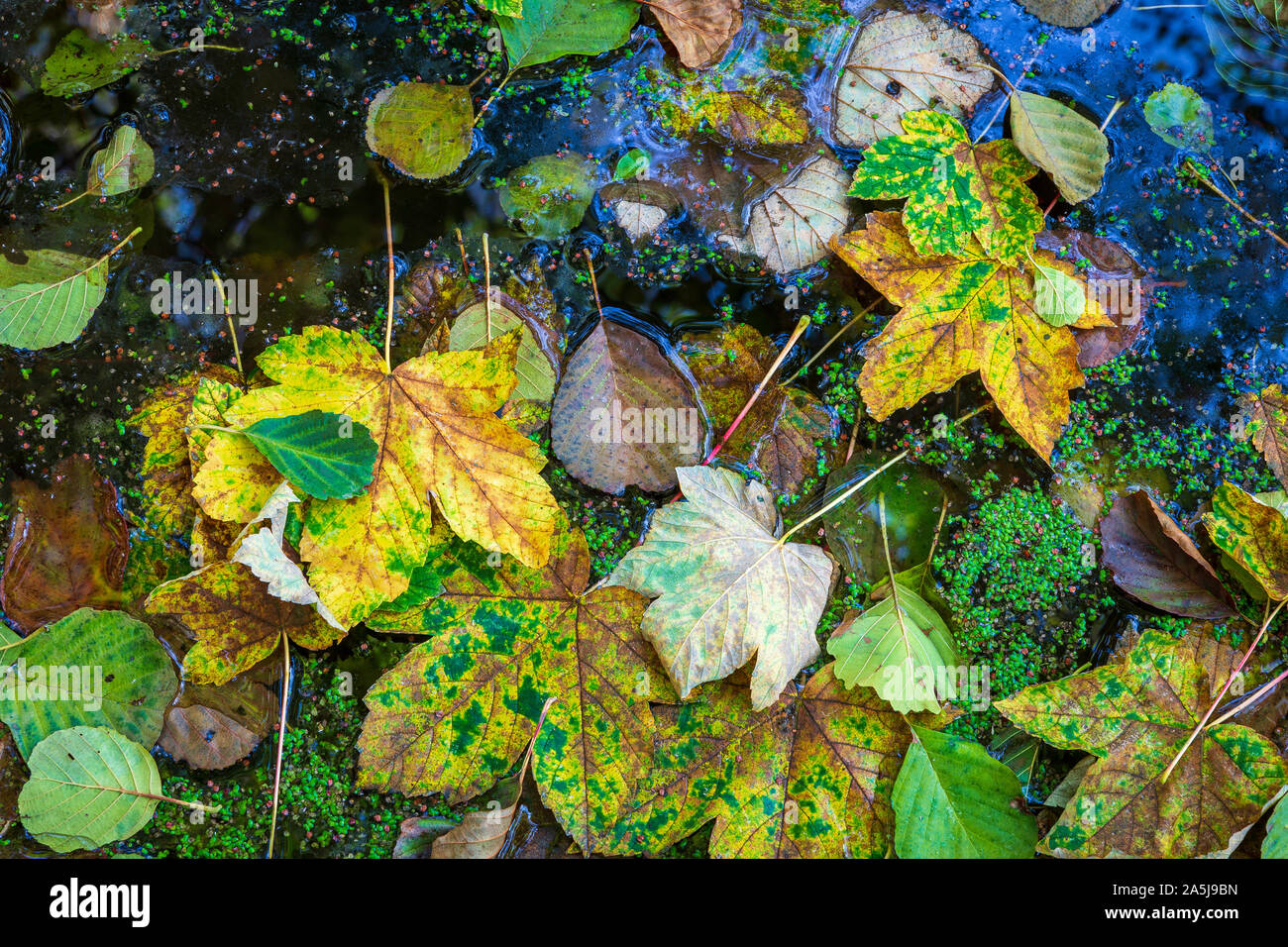 Gefallen bunte Blätter im Herbst am See bedeckt mit Wasserlinsen. Blauer Himmel im Wasser wider. Versy Ruhe und abstraktes Bild Kontrast Stockfoto