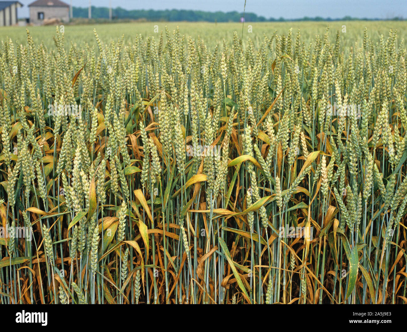 Brauner Rost oder Weizenleatrost (Puccinia triticina) eine schwere Infektion dieser Pilzkrankheit in einer französischen Weizenernte Stockfoto