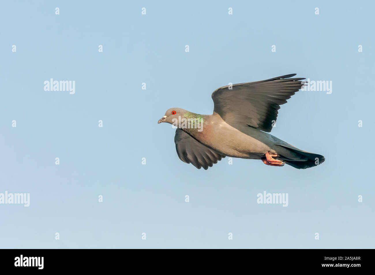 Seitenansicht der Wilde Taube Segelfliegen in der Luft Stockfoto Seitenansicht der Wilde Taube Segelfliegen in der Luft Stockfoto