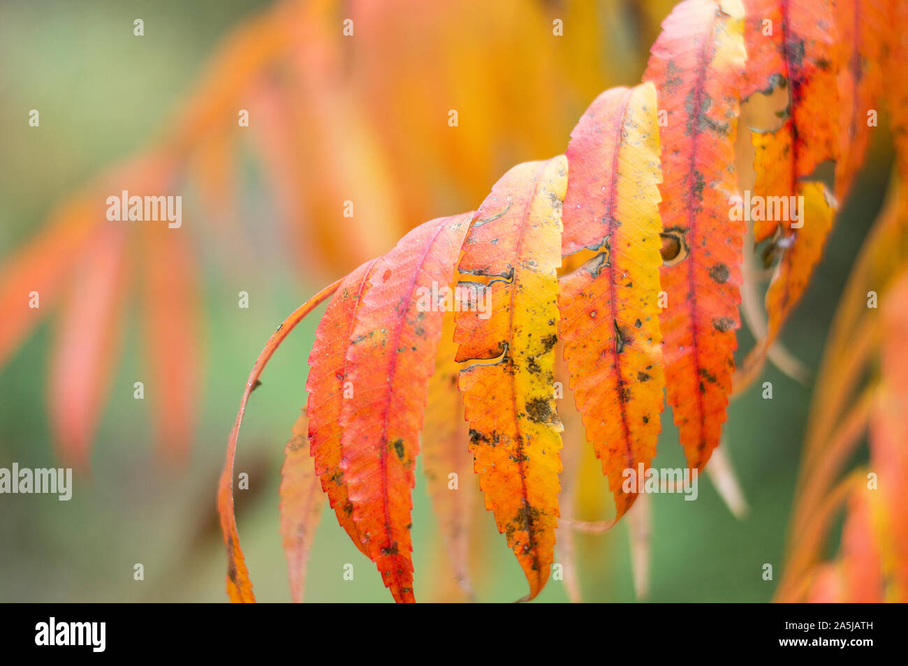 Sumac Baum Blätter im Herbst in Orange und Gelb. Staghorn sumac Baum schließen oben. Selektiver Fokus Stockfoto