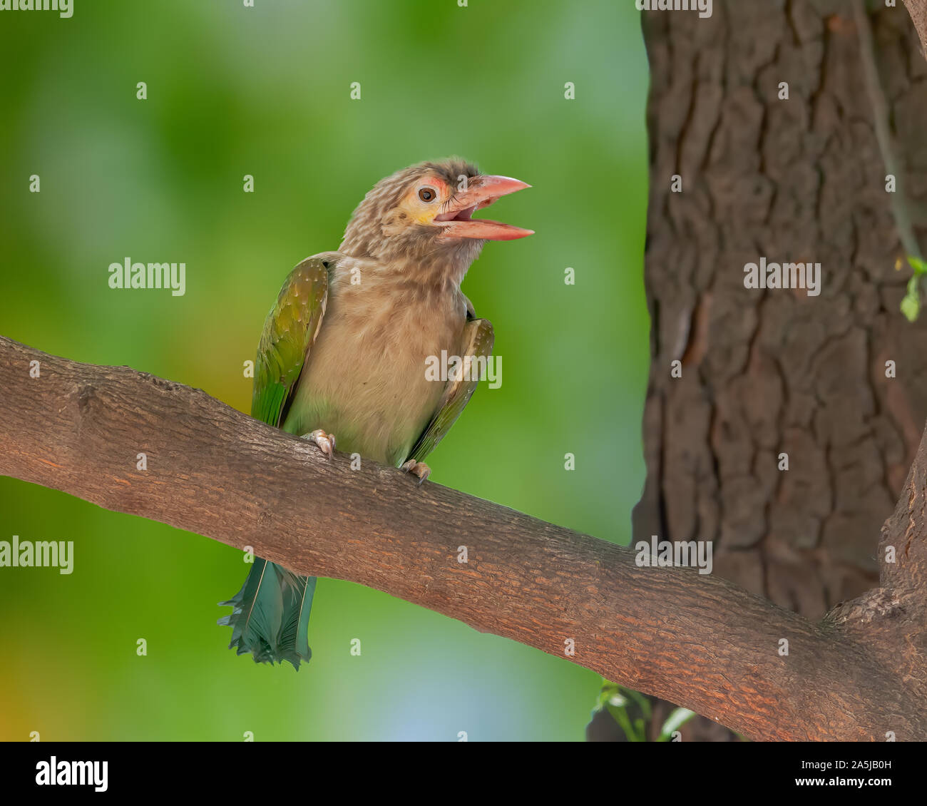 Große grüne Barbet sitzen auf einem Baum einen Anruf tätigen Stockfoto