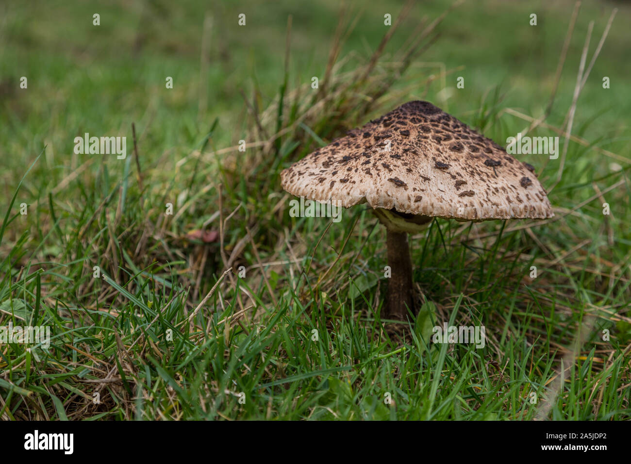 Ausgenommen riesigen Sonnenschirm auf einer Wiese. Die gemeinsame riesigen Sonnenschirm die essbaren Pilz des Jahres 2017 als Teil des Europäischen Pilz Tag benannt Stockfoto