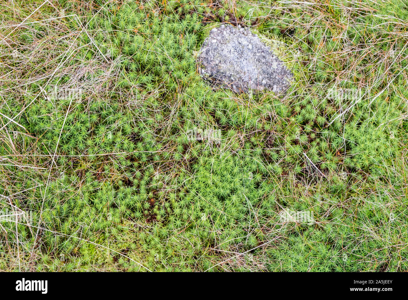 Common Haircap oder gemeinsame Haar Moss (Polytrichum commune) auf Moorland an Kinder Scout, Derbyshire, Peak District, England, UK. Der Stein ist gritstone. Stockfoto