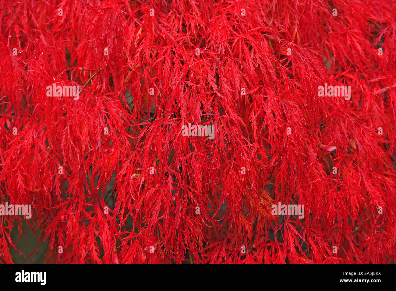 Acer palmatum (laceleaf Japanischer Ahorn) Baum in feuriges Rot Herbst Farbe Stockfoto