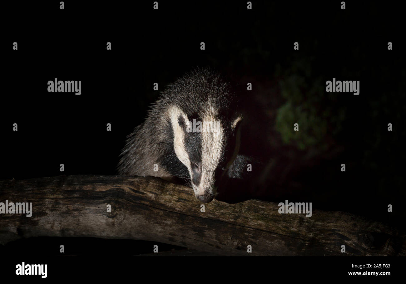 Weg von der Regierung finanzierten Badger culling Bereiche, eine wilde isolierte städtische Dachs (Meles meles) draußen in der Dunkelheit, Grünfutter in Großbritannien zurück Garten bei Nacht. Stockfoto