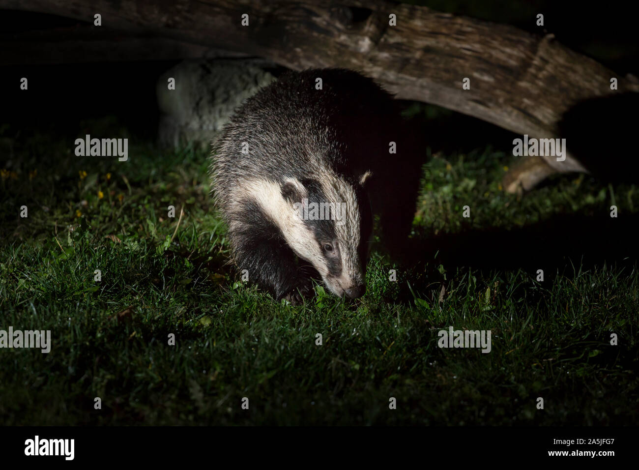 Weg von der Regierung finanzierten Badger culling Bereiche, eine wilde isolierte städtische Dachs (Meles meles) draußen in der Dunkelheit, Grünfutter in Großbritannien zurück Garten bei Nacht. Stockfoto