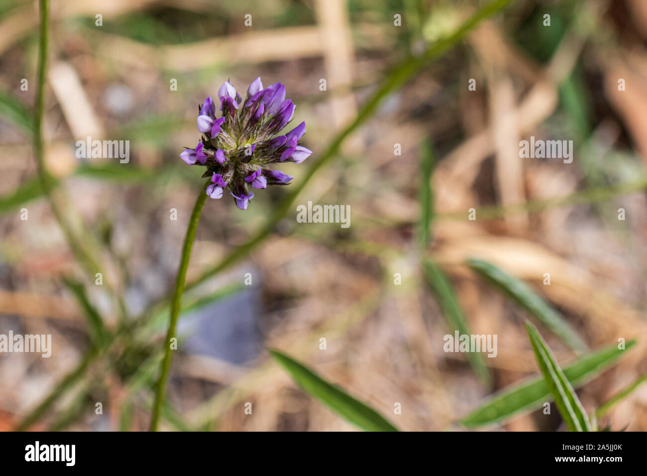 Bituminaria bituminosa, Pitch Kleeblatt Blume Stockfoto