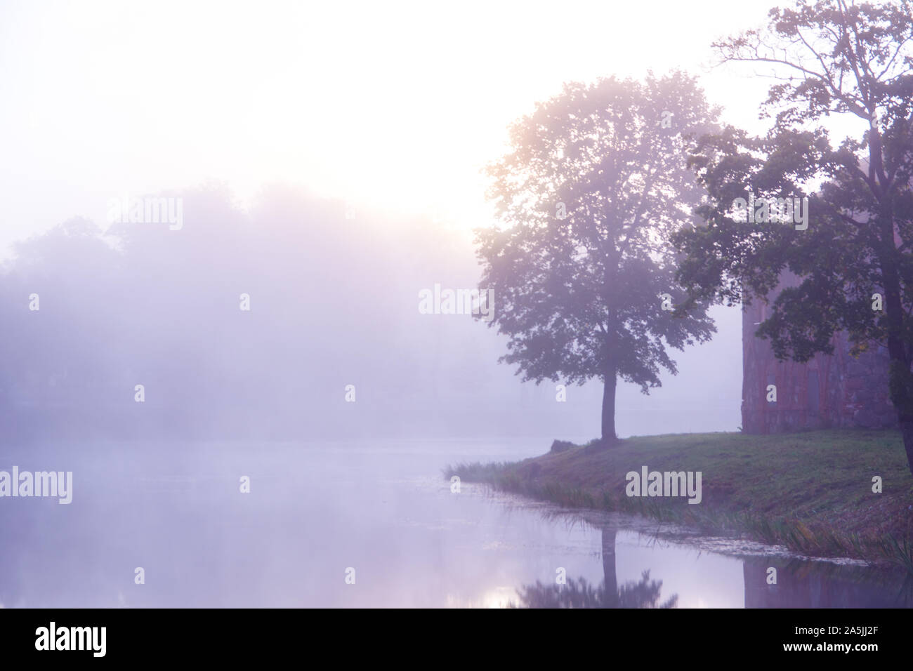 Morgenbaum in der Nähe des Sees Stockfoto