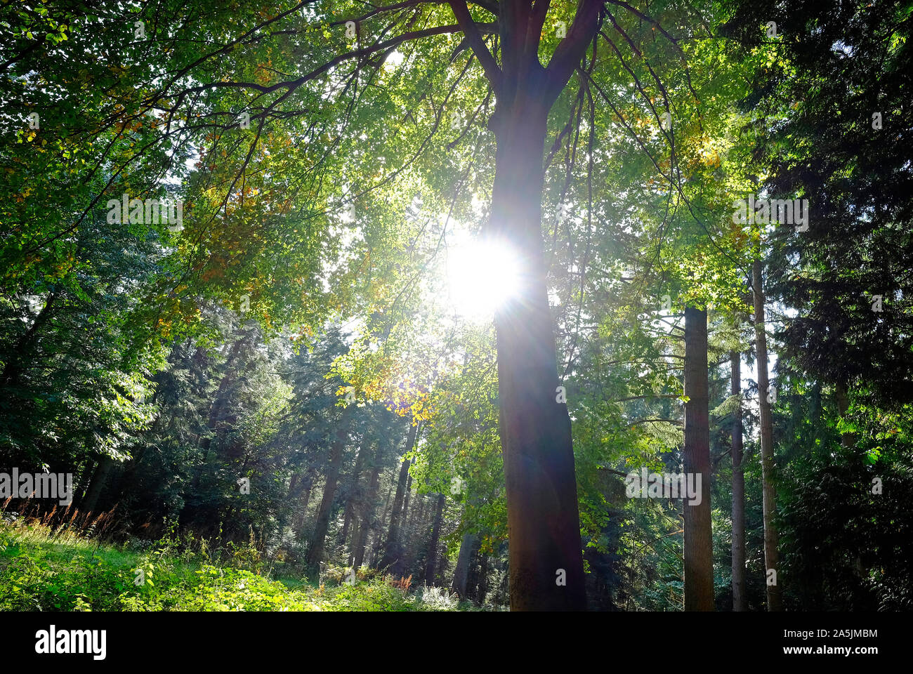 Buche- und Nadelbäume in Waldgebiet marsham Woods, Norfolk, England Stockfoto