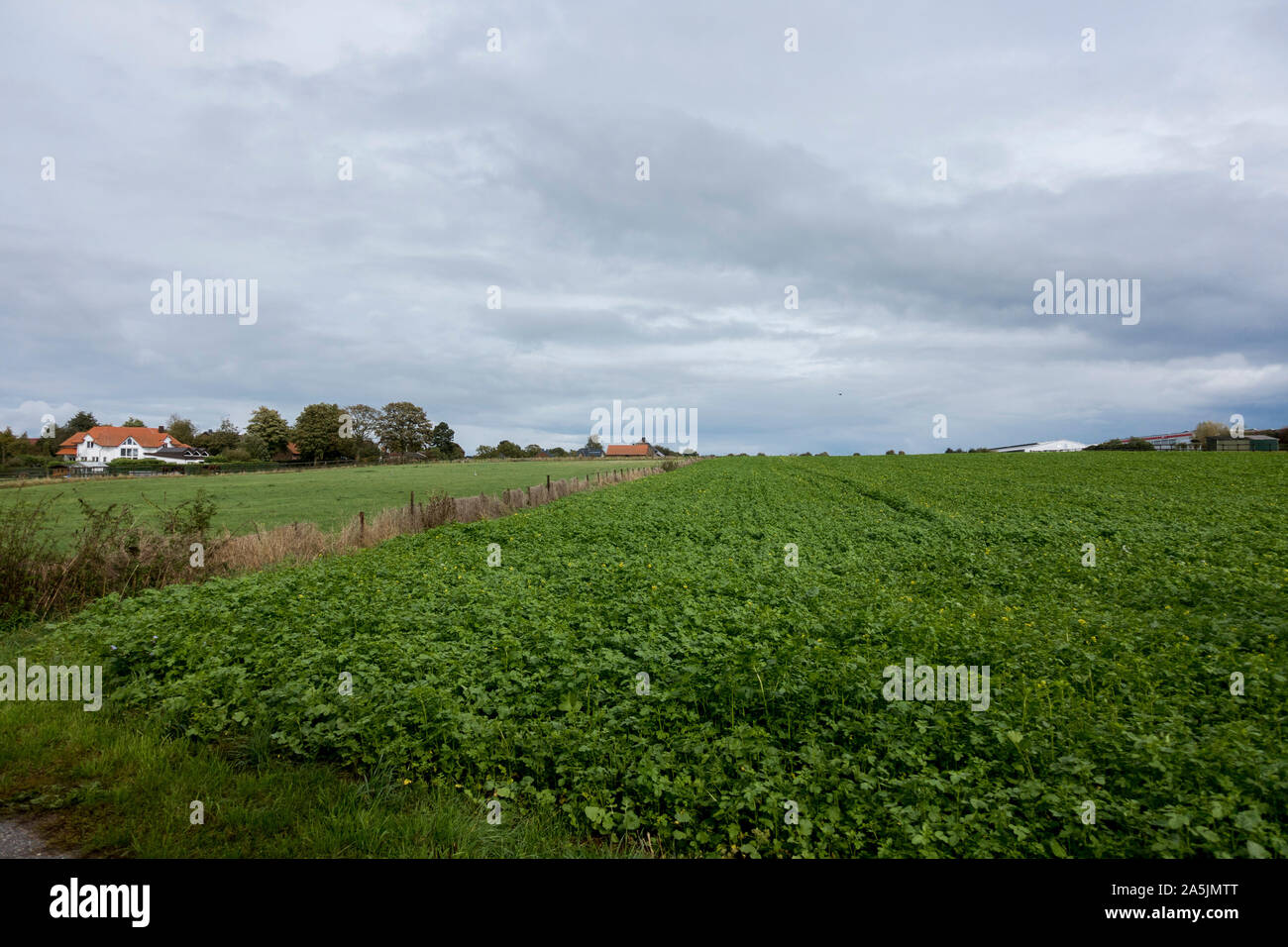 Kleine Straße durch deutsche Ackerland, mit grünem Erntegut, an der Grenze von den Niederlanden und Deutschland. Stockfoto