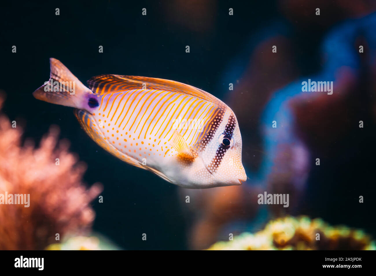 Kole Tang oder Gefleckt Doktorfische oder Goldring Doktorfische oder Yellow-eyed Tang Fische Ctenochaetus Strigosus schwimmen im Wasser. Stockfoto