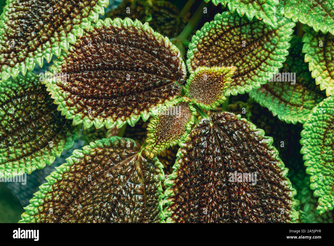 Der Blick auf die Grüne Pilea Crassifolia im Botanischen Garten. Stockfoto