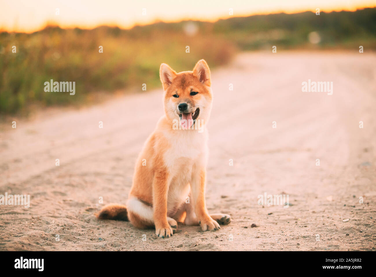 Schöne weibliche junge Rote Shiba Inu Welpen Hund Sitzen im Freien In sandigen Landschaft Straße. Stockfoto