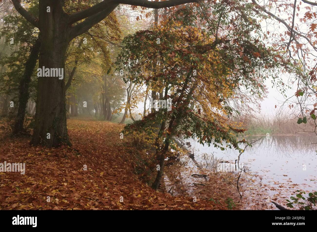 Herbstparkallee Stockfoto
