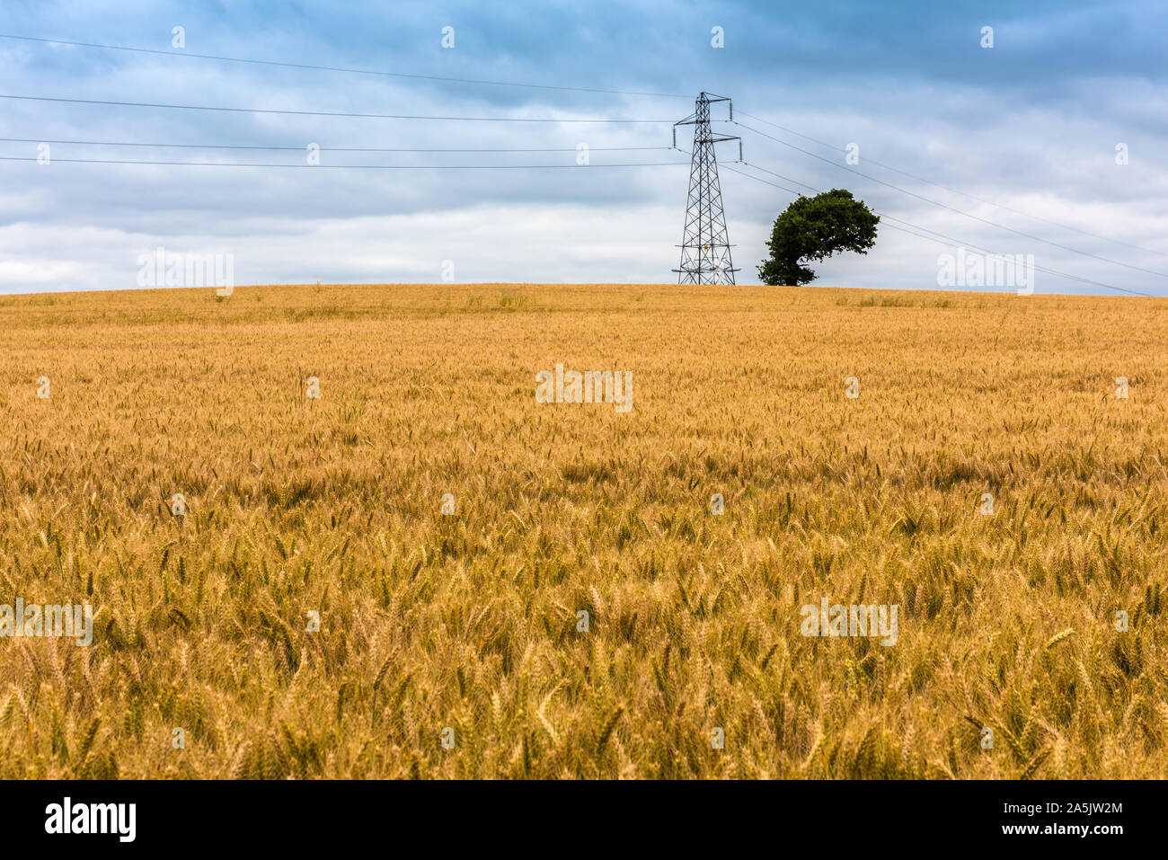 Blick von der North Downs in Kent, in der Nähe von Hollingbourne mit Blick auf Gerste Felder. Stockfoto