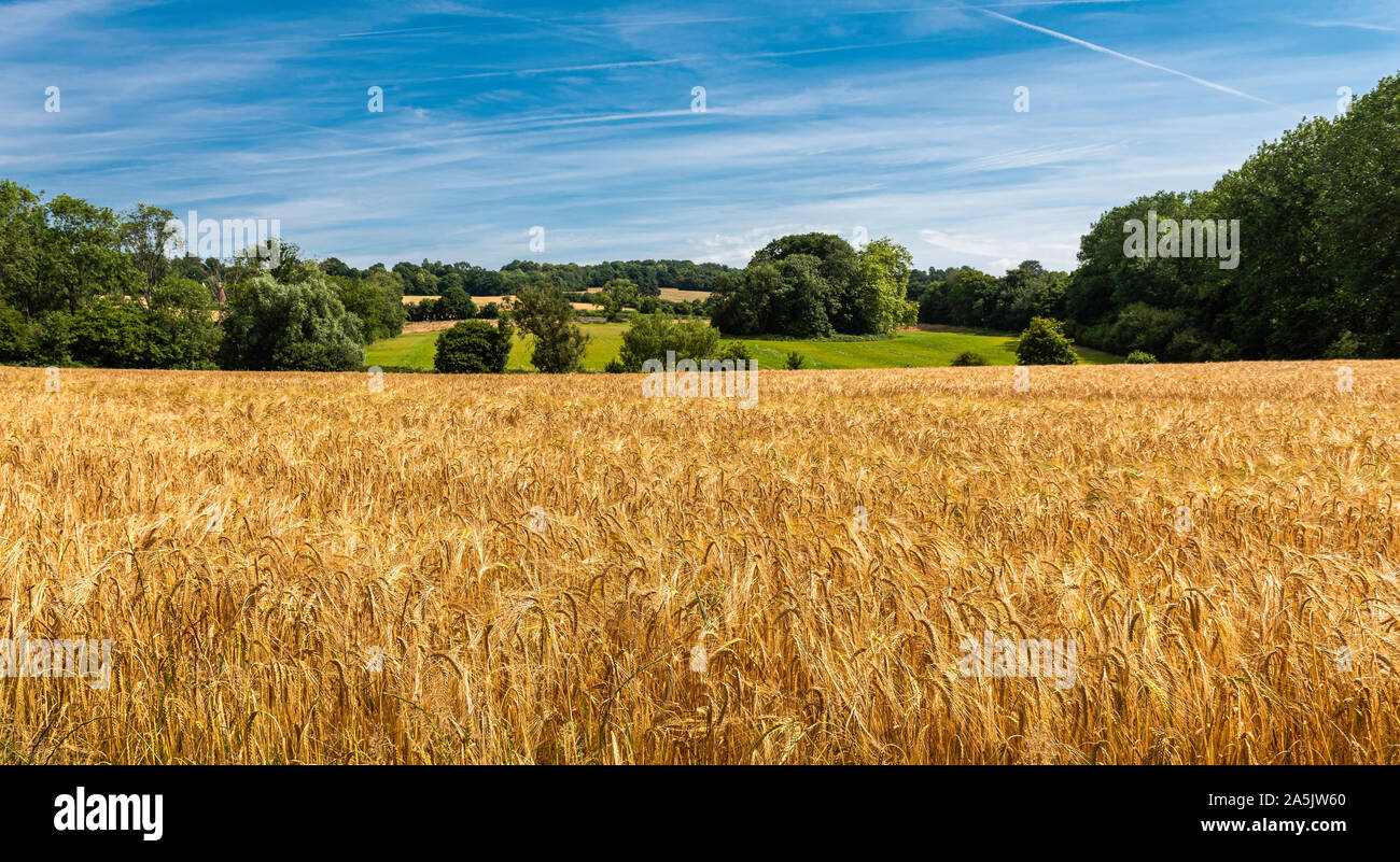 Blick von der North Downs in Kent, in der Nähe von Shipbourne mit Blick auf Gerste Felder. Stockfoto