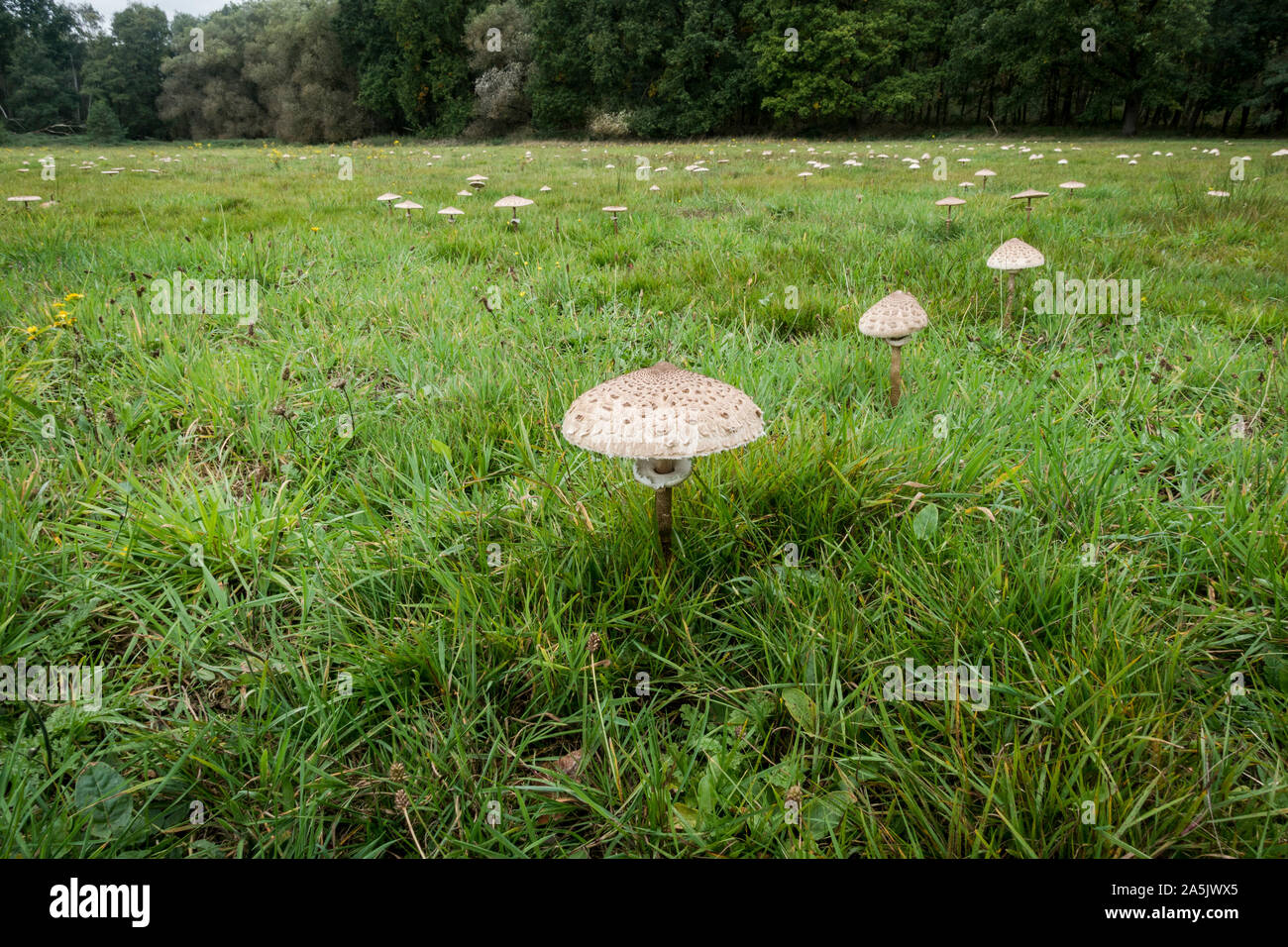 Grüne Wiese mit essbaren Parasol Pilze, (Macrolepiota procera), Niederlande. Stockfoto