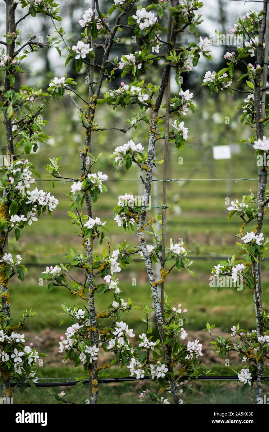 In der Nähe von weißen Blüten auf Zweige im Frühjahr. Stockfoto