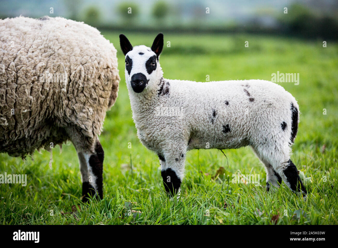 Kerry Hill Schaf und Lamm auf einer Weide auf dem Bauernhof. Stockfoto