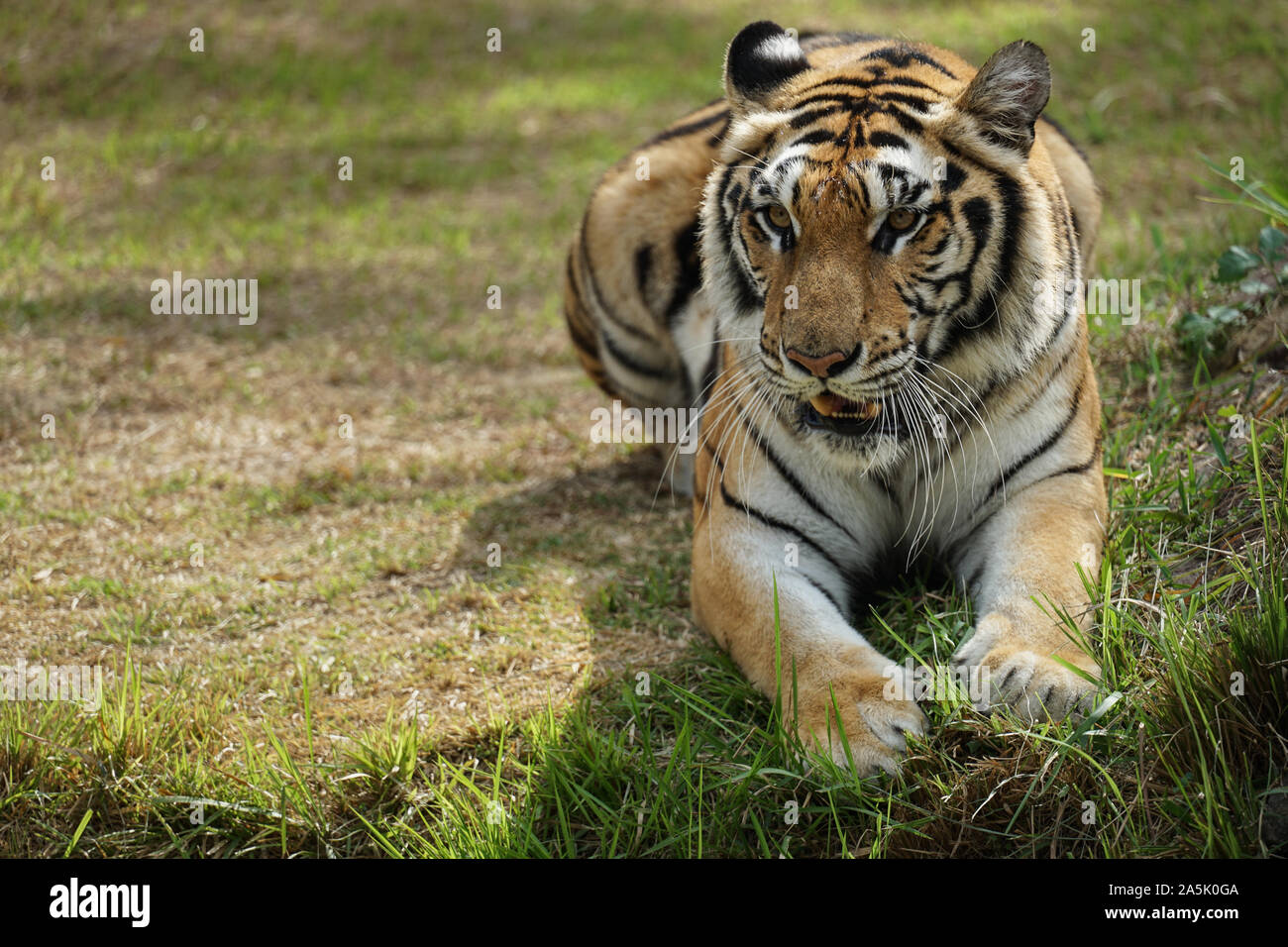 Eine starke und heftige Asiatischen Tiger beobachten seine Beute. Asiatischen Tiger einschließlich fleischfressende große Katzen sind geschützt, da die Bevölkerung in der Welt ist, Stockfoto