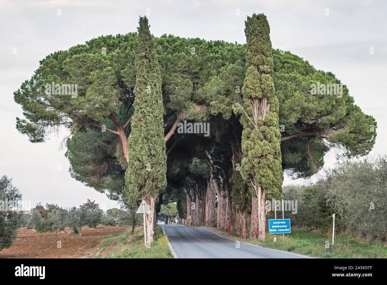 Pinien (auch Stein Kiefern, Pinus pinea) und Zypressen Schatten eine Landstraße in der südlichen Toskana Stockfoto