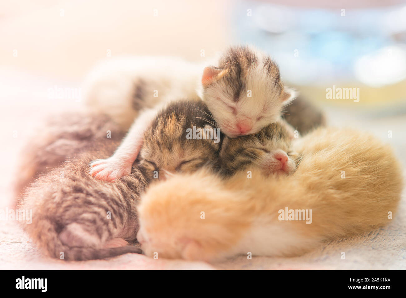 Neugeborene Kätzchen schlafen, Cute Baby Tiere schlafen Stockfoto