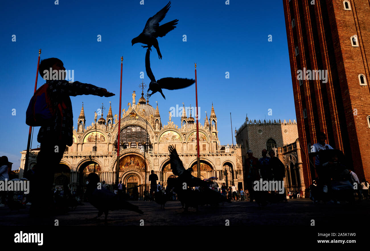 Tauben in St Mark's Square in Richtung Saint Mark's Basilika suchen Flying Stockfoto