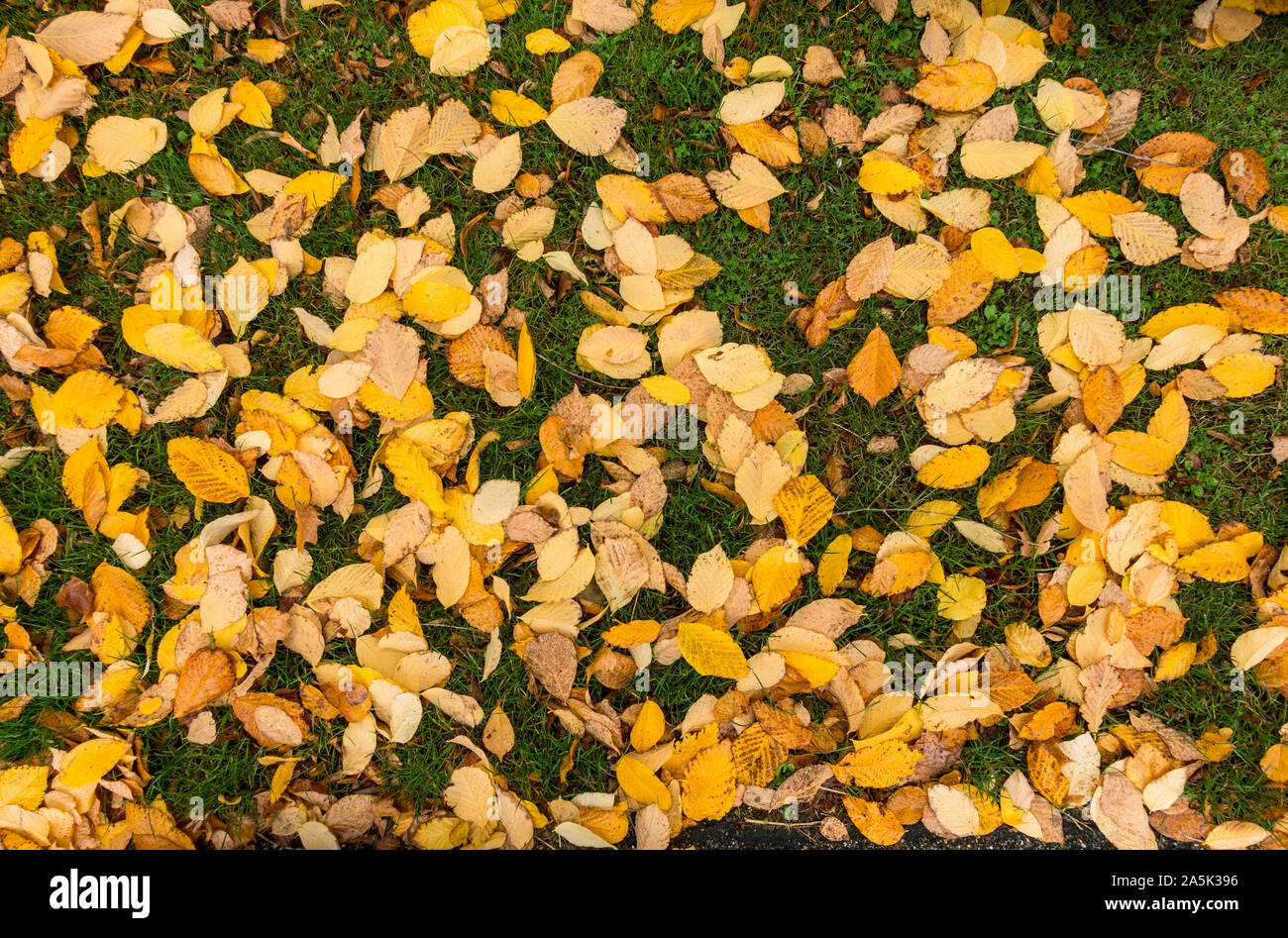 Gelb Herbst Blätter auf dem Boden in einem Park. Stockfoto