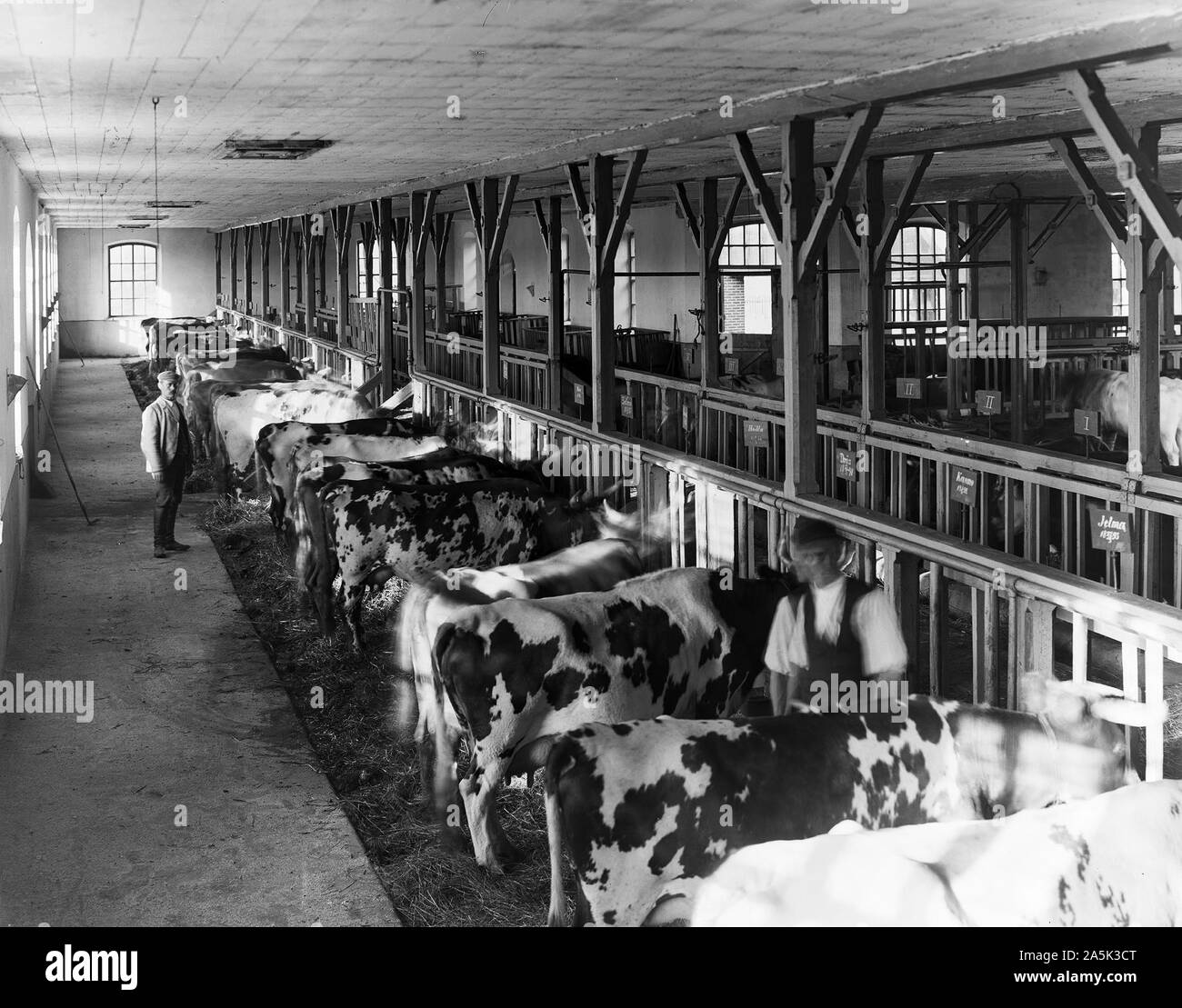 Finnland Geschichte - I.K. Inha: Kuhstall, die finnische Landwirtschaft, 1899. Stockfoto