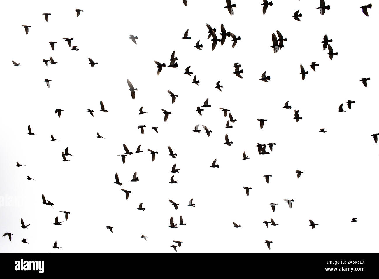 Silhouetten des schwarzen Tauben gegen einen weißen Himmel Stockfoto Silhouetten des schwarzen Tauben gegen einen weißen Himmel Stockfoto