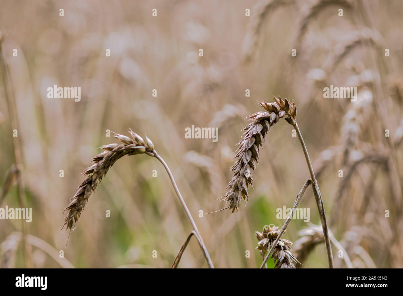 Dinkel, auch bekannt als dinkel Weizen, oder geschälten Weizen, Feld im Winter. Stockfoto